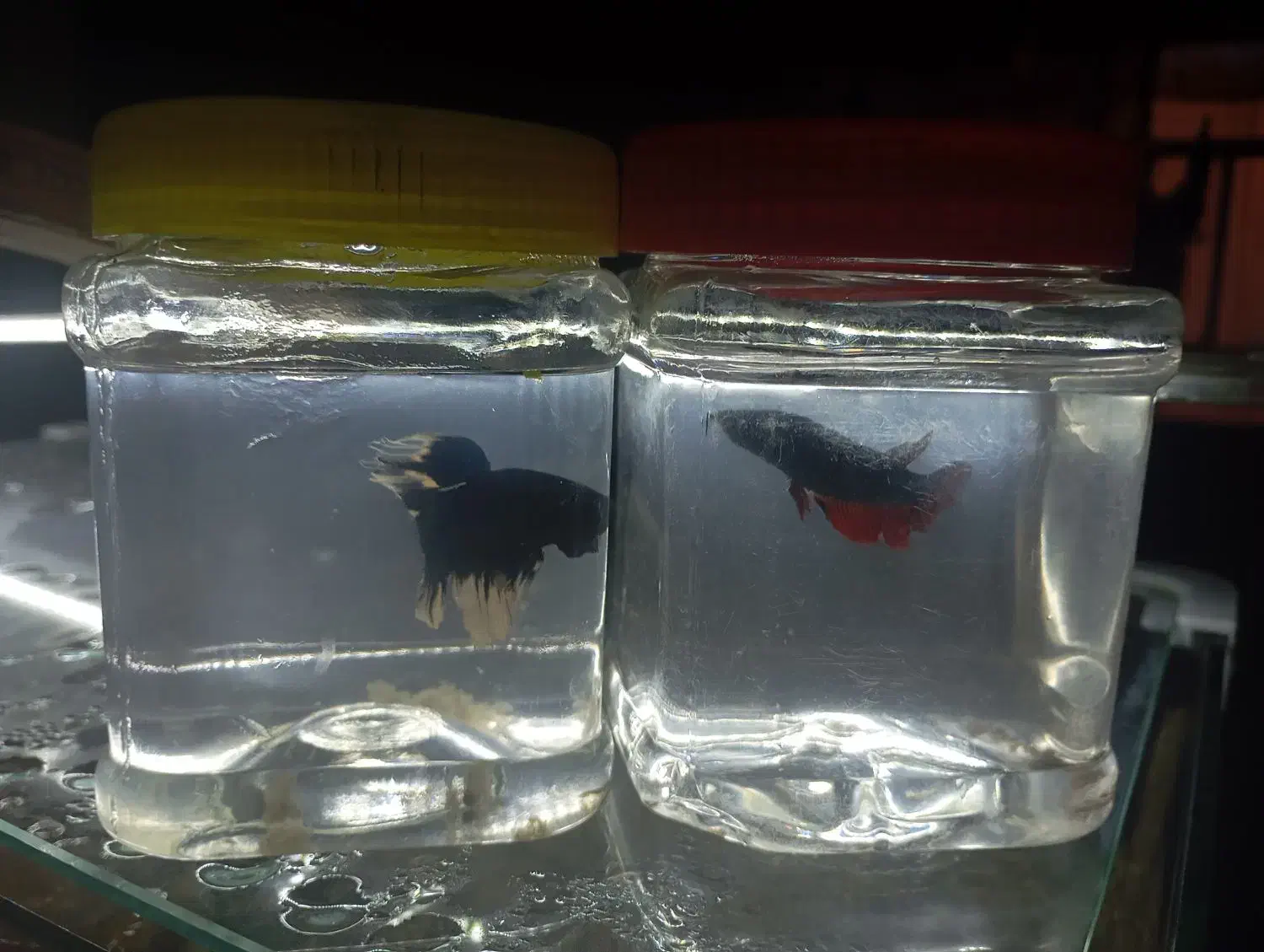 فایتر|ماهی|تهران, دولتخواه جنوبی|دیوار