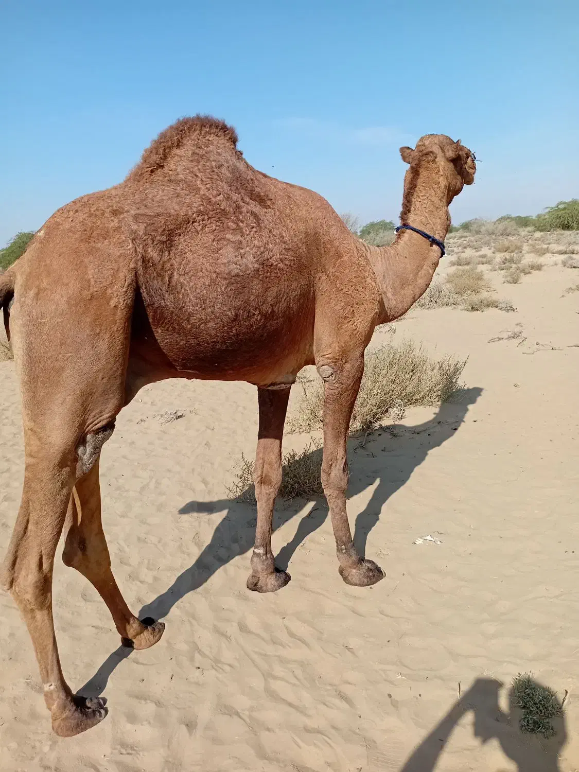 شتر نر|حیوانات مزرعه|بند زرک, |دیوار