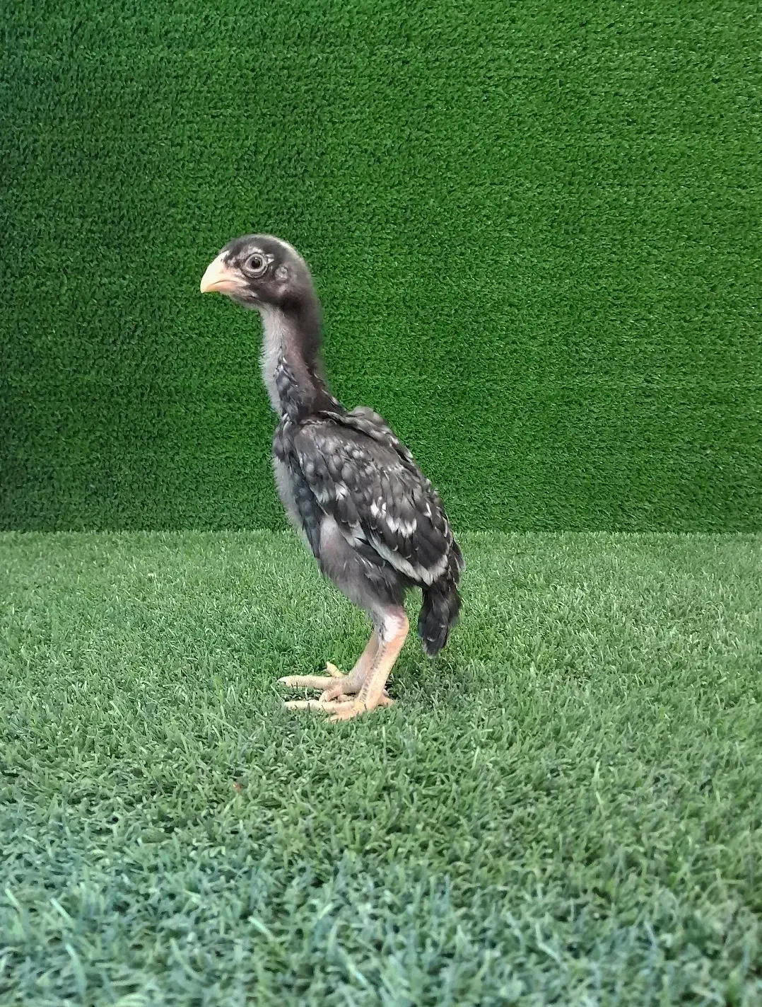 جوجه های لاری اوشامو(فستیوالی)|حیوانات مزرعه|تهران, میرداماد|دیوار