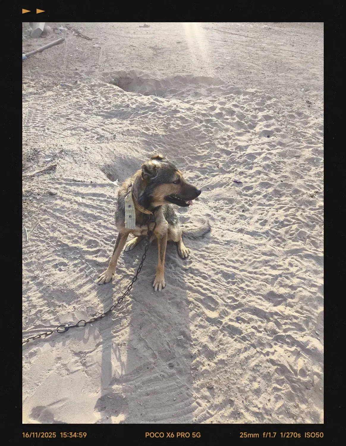 سگ پتان|سگ|بندرعباس, |دیوار