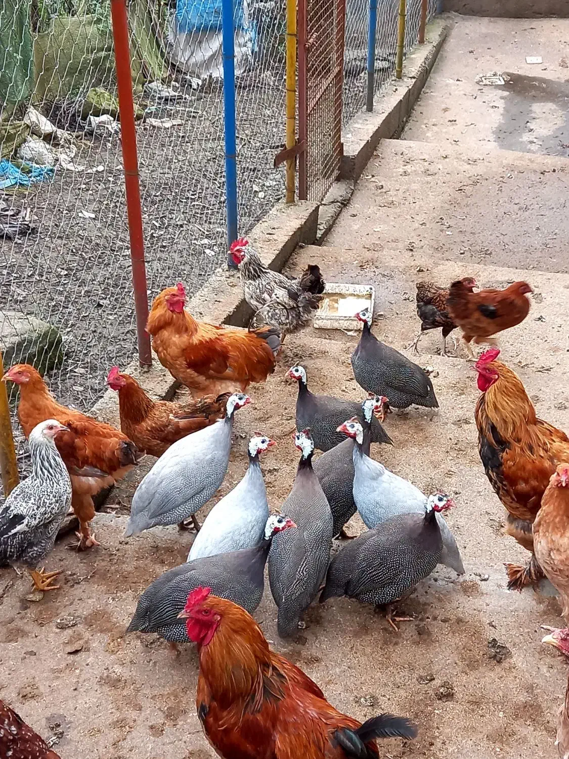 مرغ شاخدار|حیوانات مزرعه|رحیمآباد, |دیوار