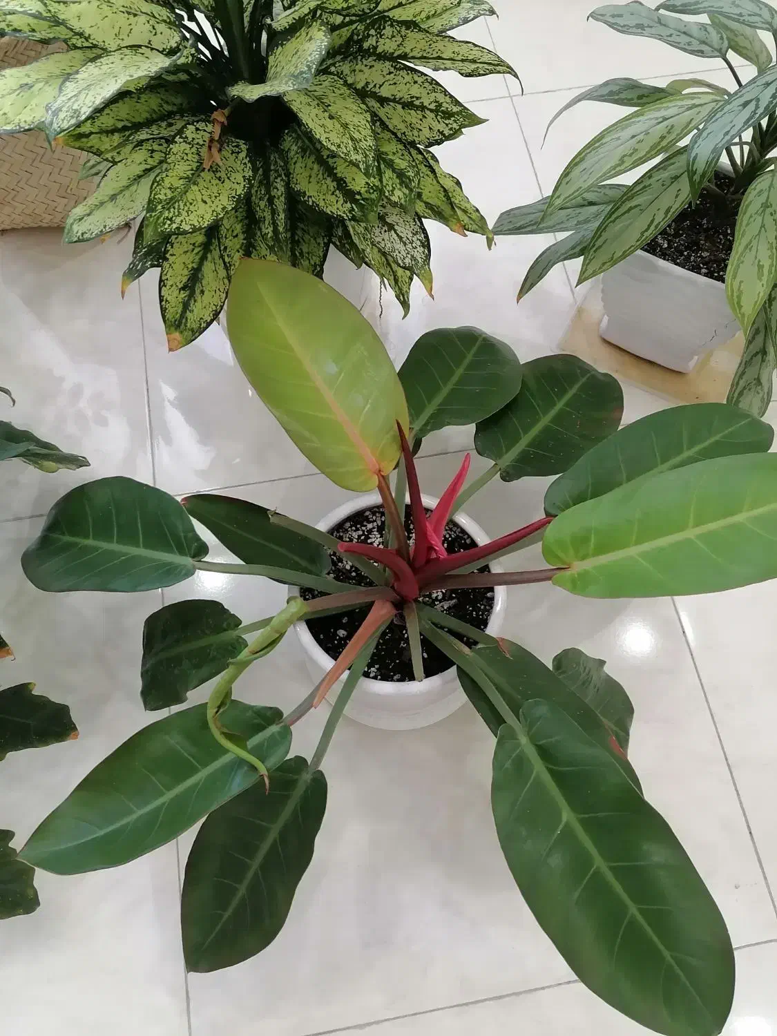 گل طبیعی با گلدون|گل و گیاه طبیعی|گرگان, |دیوار