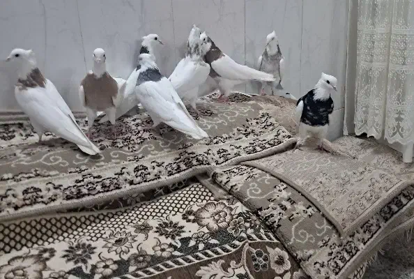 ۱۰عدد کبوتر|پرنده|برخوار, |دیوار