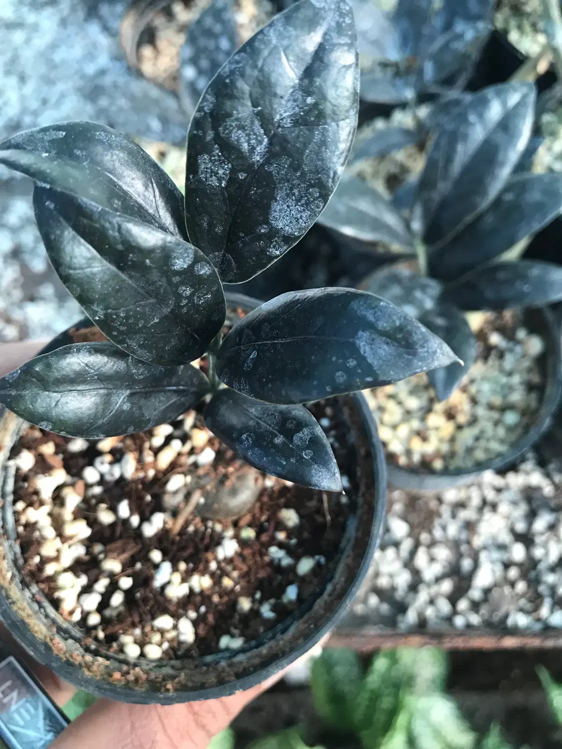 زامفولیا بلک|گل و گیاه طبیعی|گتاب, |دیوار