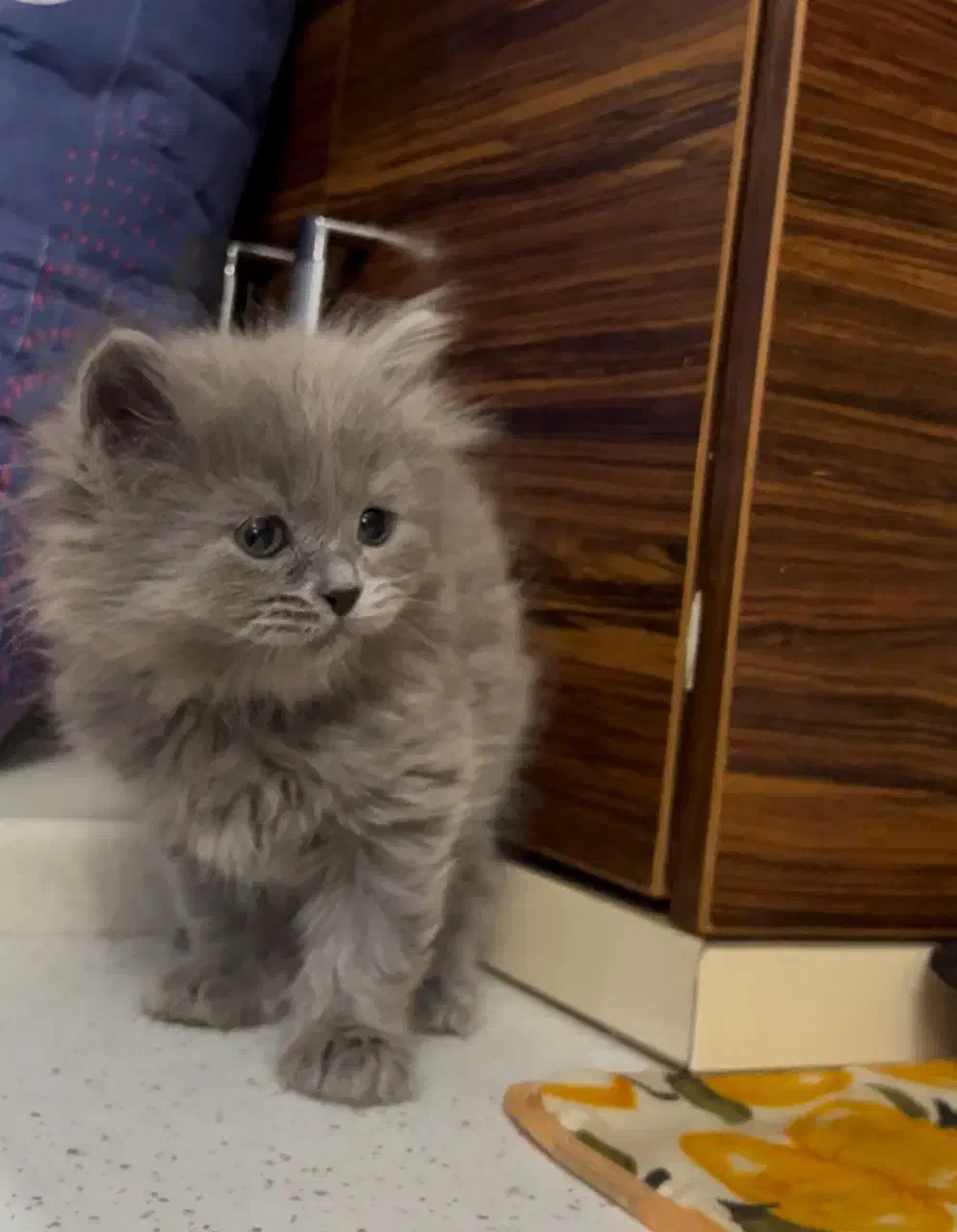 گربه بیریتیش|گربه|قزوین, |دیوار