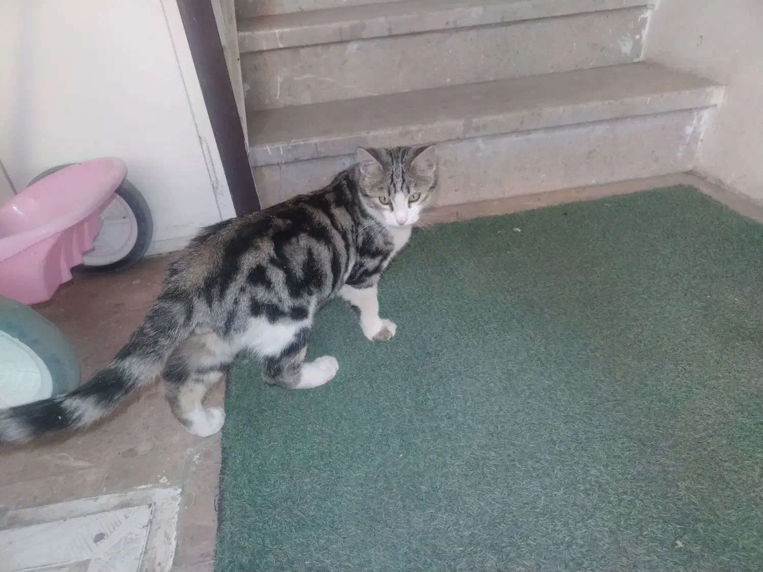 گربه|گربه|همدان, |دیوار