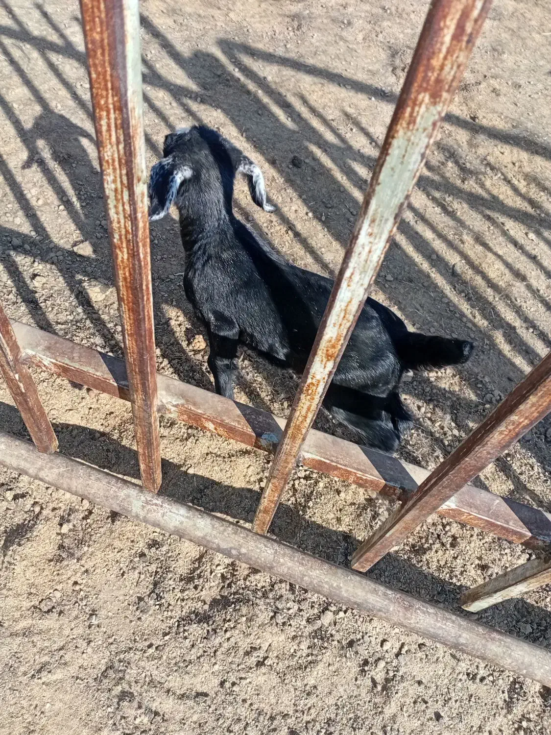 بزغاله شیری|حیوانات مزرعه|کویرات, |دیوار