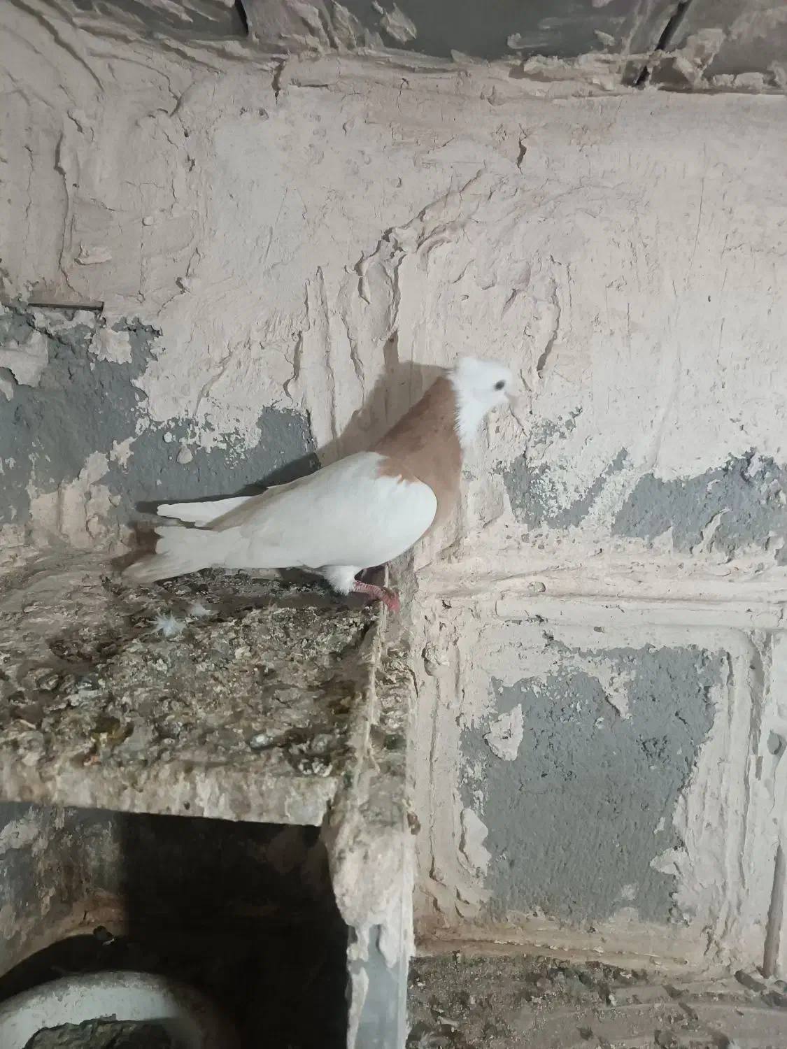 کلفه|پرنده|اردبیل, |دیوار