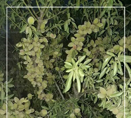 فروش نهال بادام فرانیس پوست کاغذی|خدمات باغبانی و درختکاری|میاندوآب, |دیوار