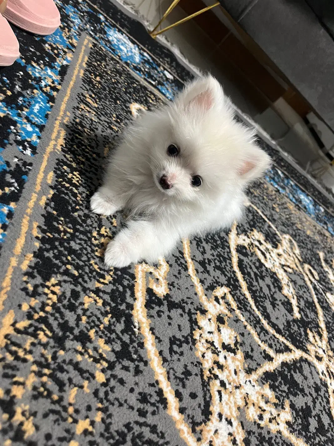 سگ پامر|سگ|تهران, مهرآباد جنوبی|دیوار