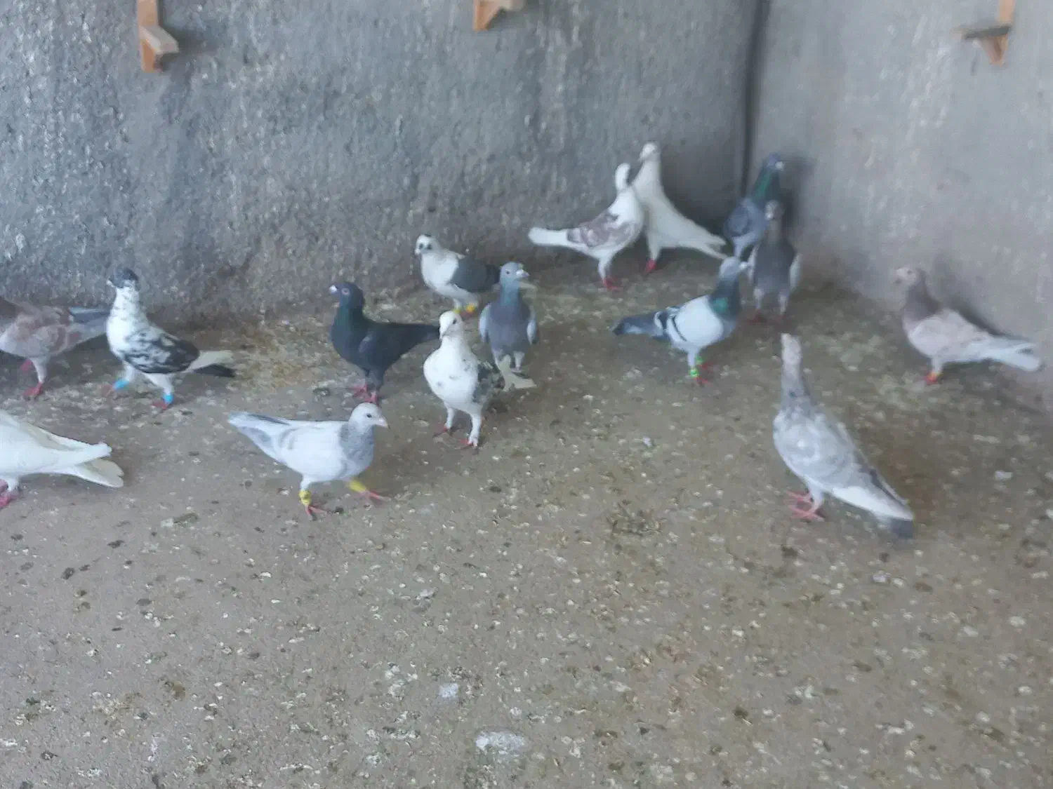 یه تیپ نر|پرنده|نیشابور, مازول|دیوار