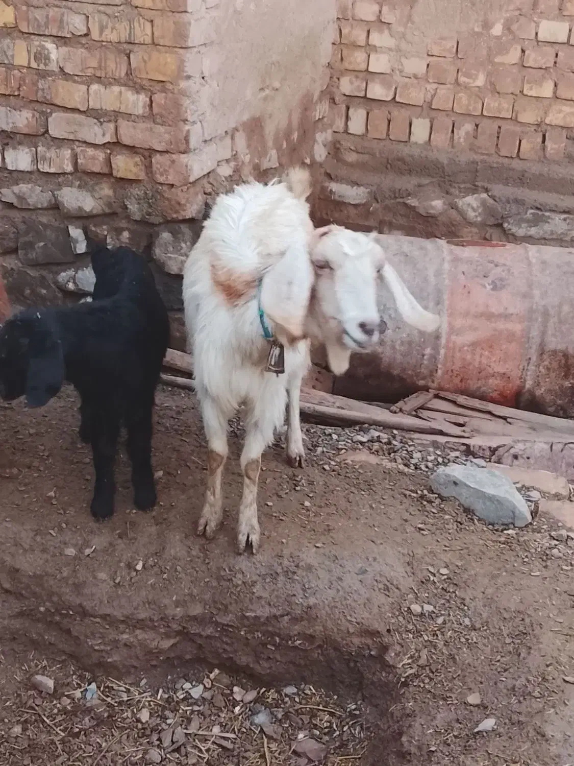 بره ماده‌وبز‌زایده|حیوانات مزرعه|طاغنکوه, |دیوار