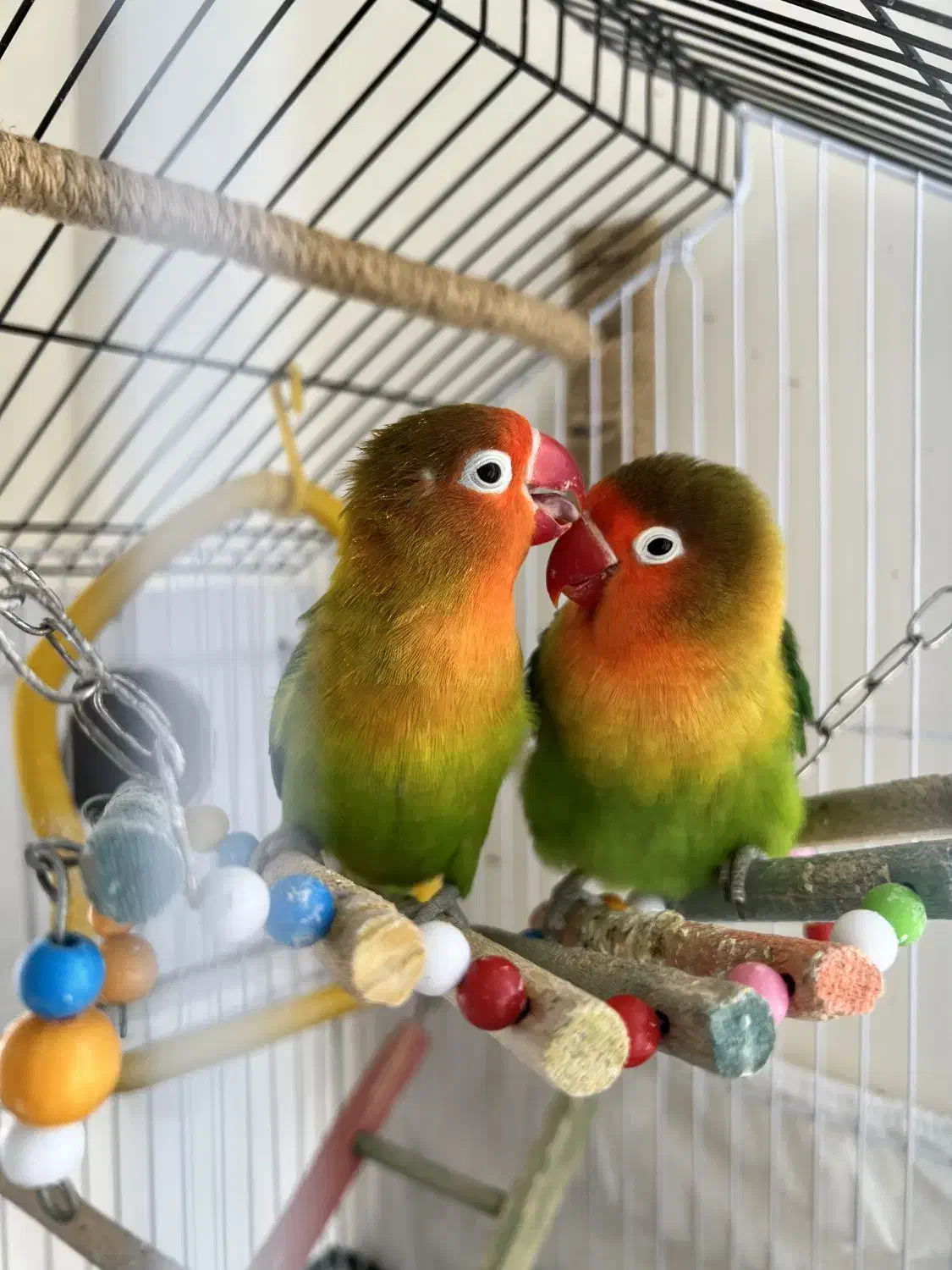 کوتوله برزیلی|پرنده|سهند, |دیوار