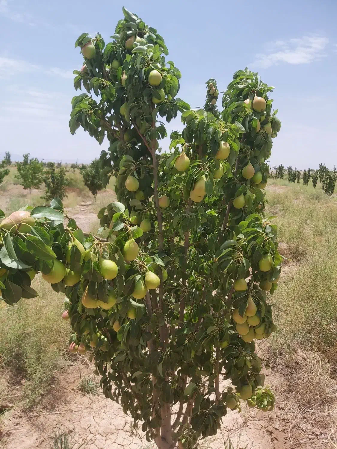 فروش تلمبه|فروش زمین و ملک کلنگی|نگار, |دیوار