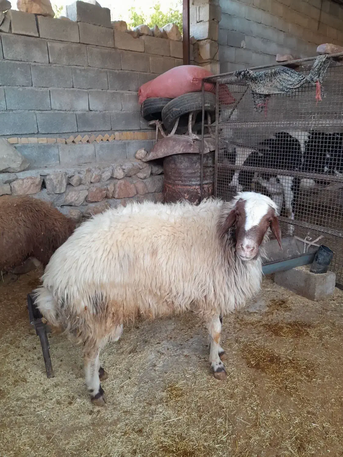 قوچ|حیوانات مزرعه|پلدختر, |دیوار