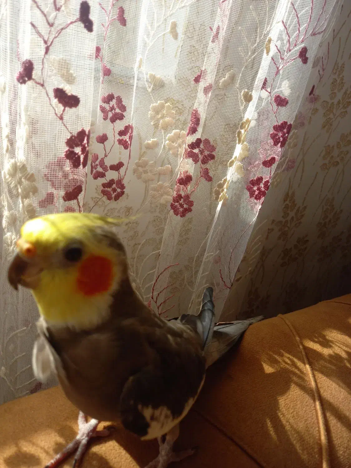 عروس هلندی|پرنده|سنگر, |دیوار