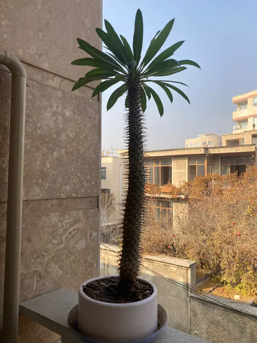 نخل ماداگاسکار|گل و گیاه طبیعی|ارومیه, |دیوار