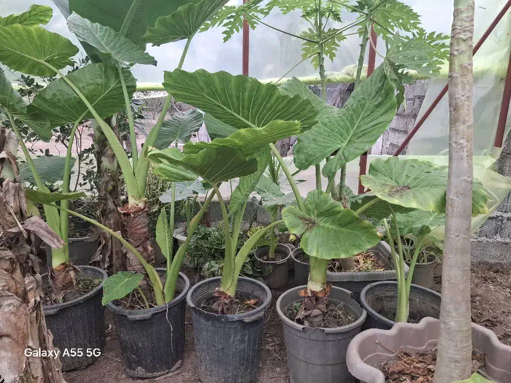 بابا آدم|گل و گیاه طبیعی|آستانه اشرفیه, |دیوار