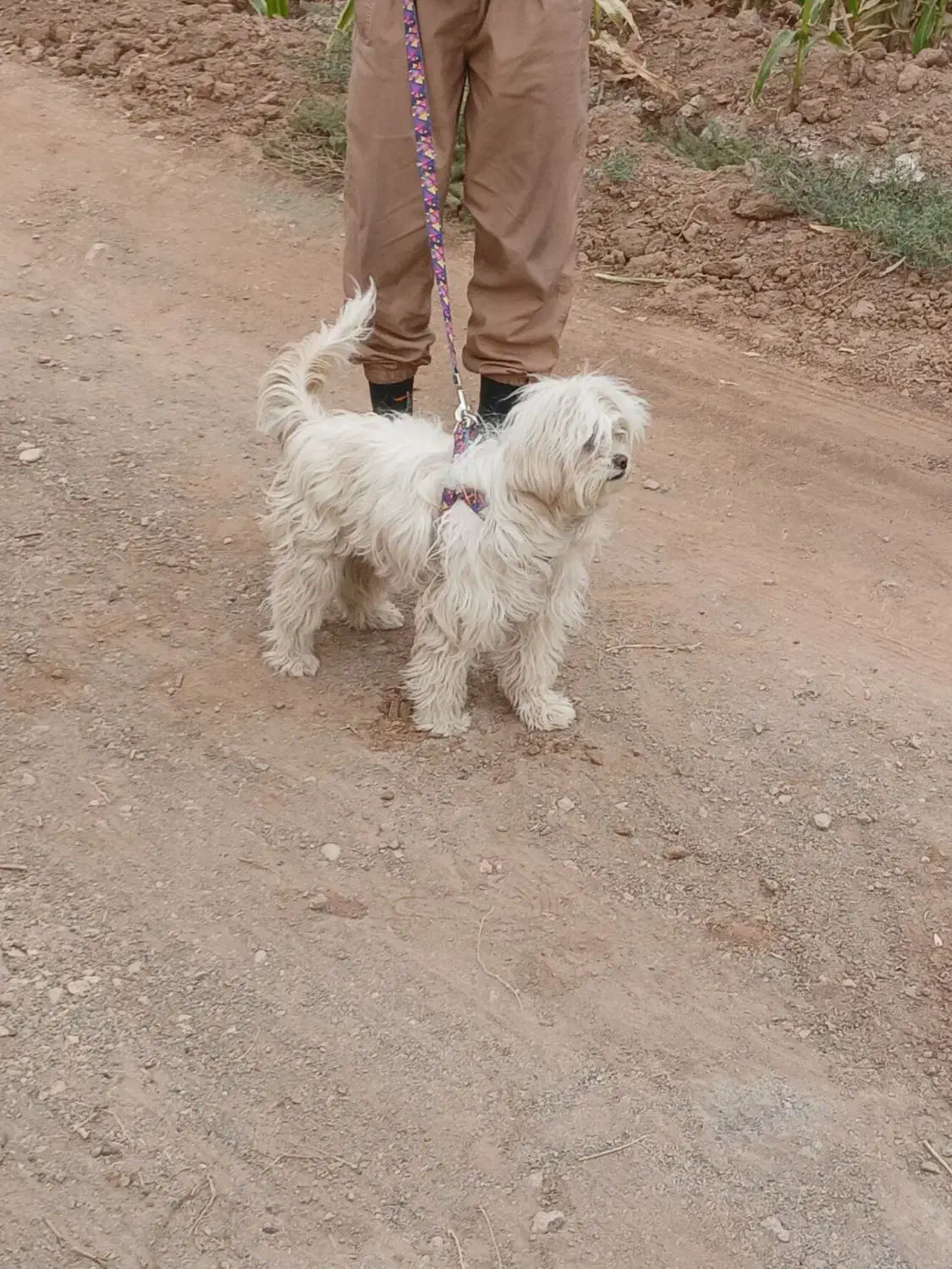 پاپی|سگ|ساوه, |دیوار