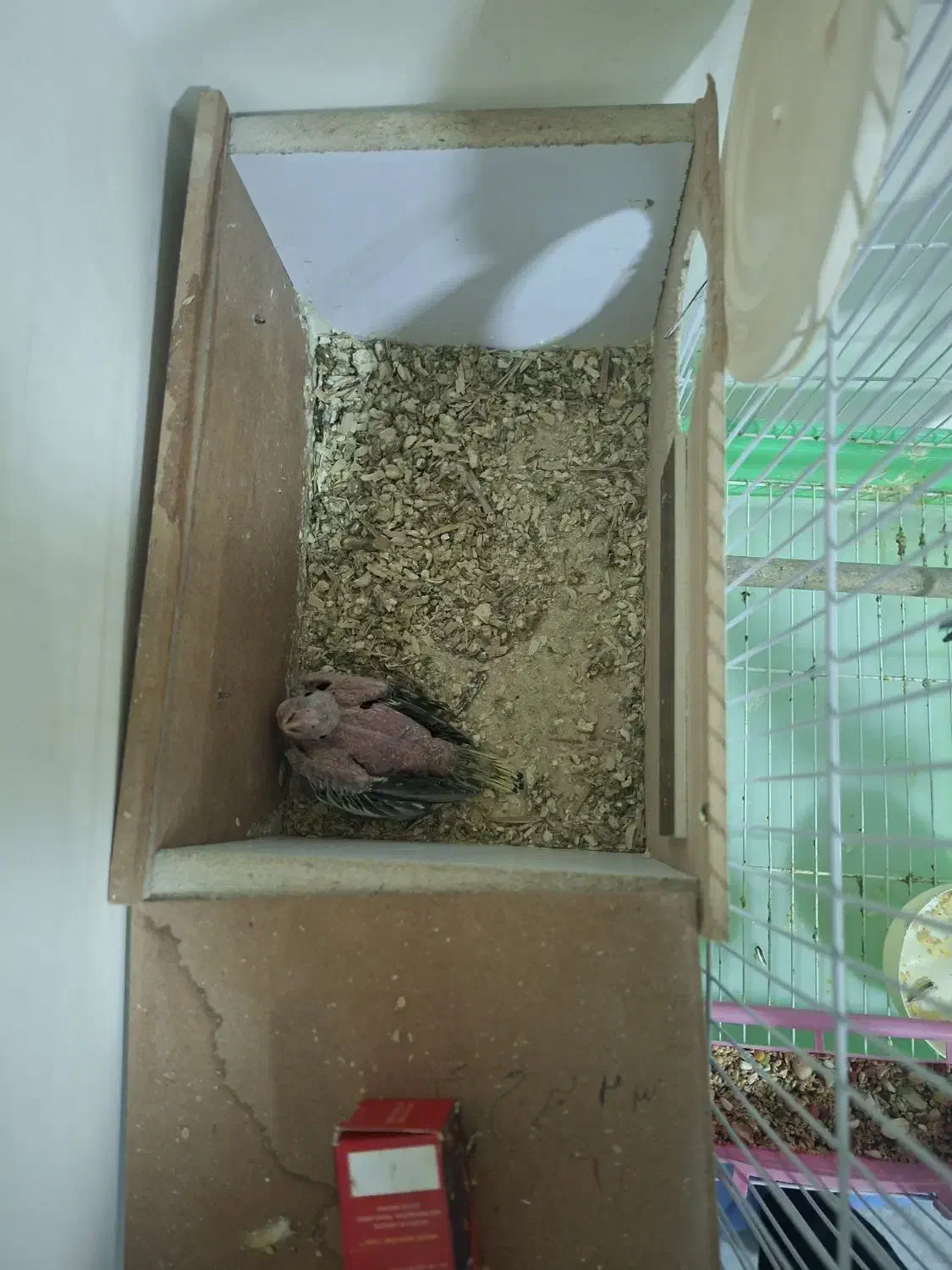 عروس هلندی|پرنده|مبارکه, |دیوار