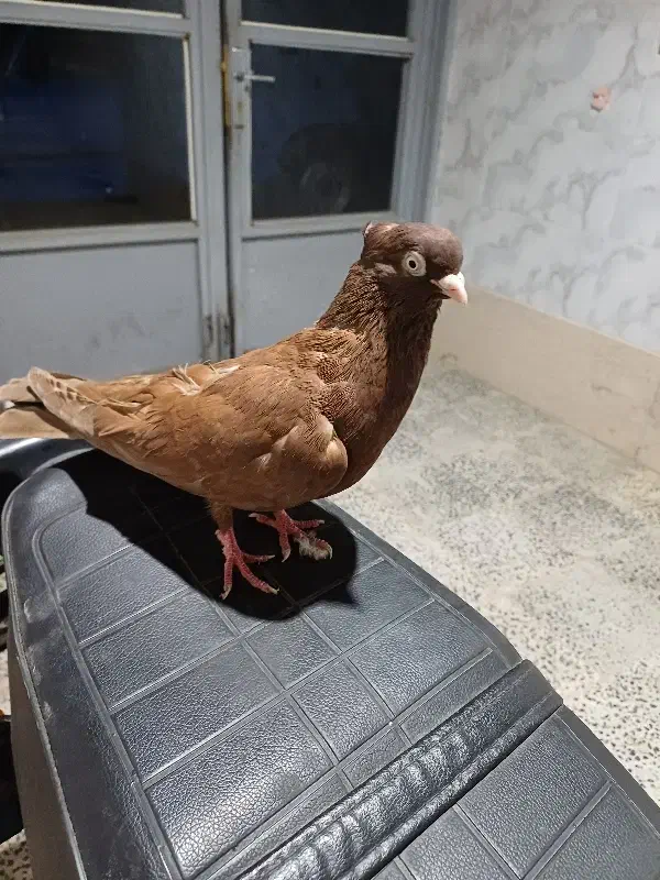 یجفت ماده ابادانی|پرنده|شهرکرد, |دیوار