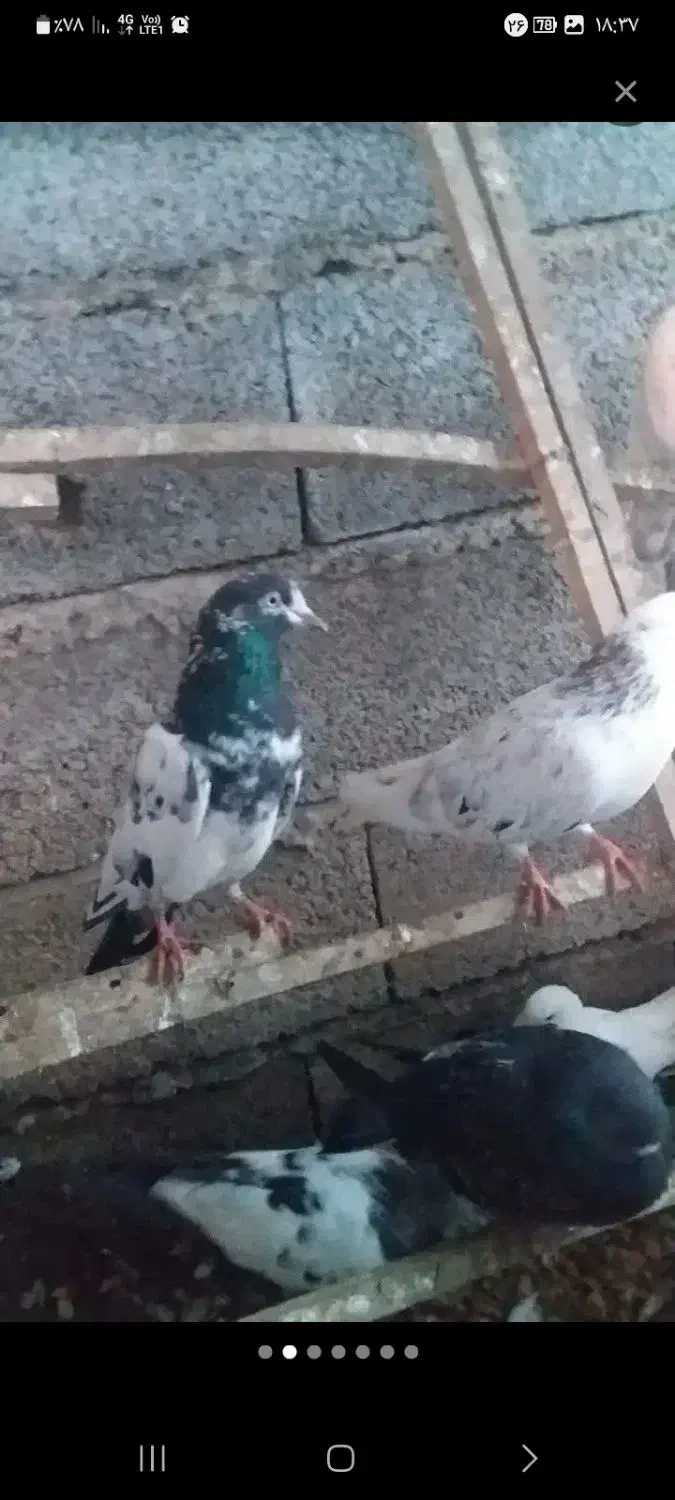 کبوتر پرشی|پرنده|آستانه اشرفیه, |دیوار