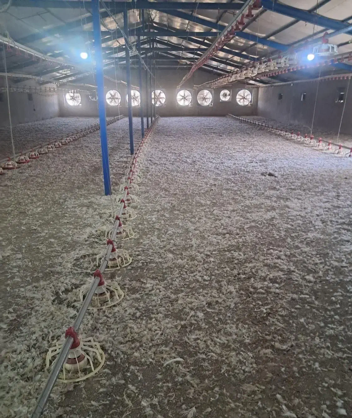 سیستان بلوچستان کود مرغی|عمده‌فروشی|کورین, |دیوار