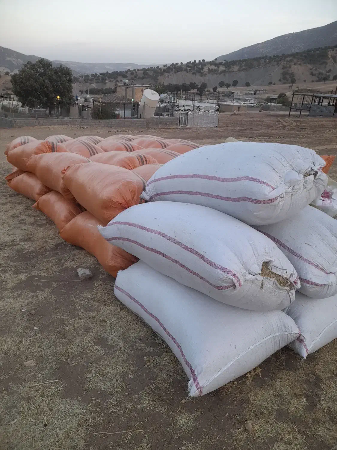 فروش علف(سوزه)|لوازم جانبی حیوانات|جوانرود, |دیوار