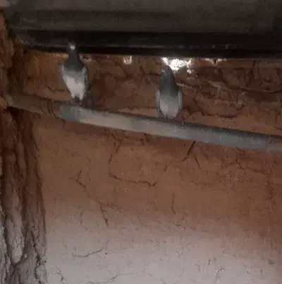 کفتر|پرنده|قائن, |دیوار