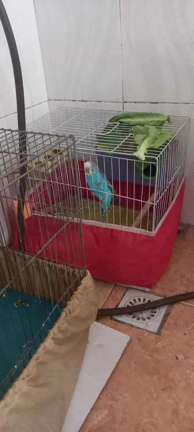 مرغ عشق|پرنده|شیراز, شهرک فجر|دیوار