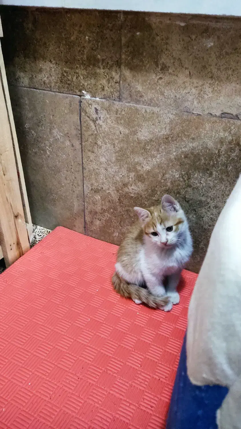 واگذاری بچه گربه|گربه|نجف‌آباد, بازار|دیوار