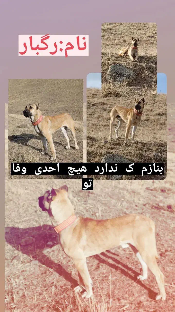 واگذاری سگ سرابی ۳ ساله|سگ|کوثر, |دیوار