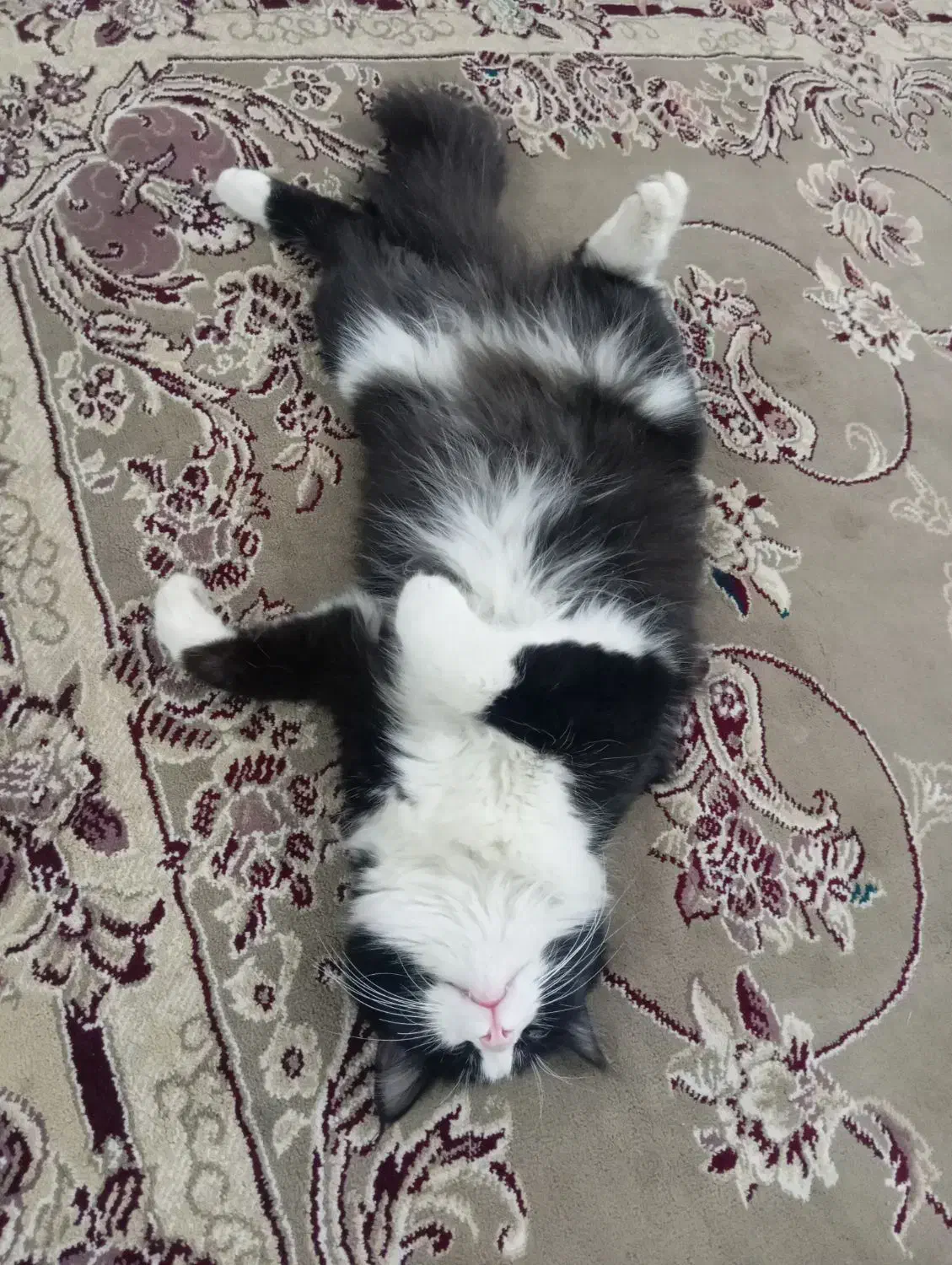 گربه ملوس نژاد تاکسیدو|گربه|حمیدیا, |دیوار