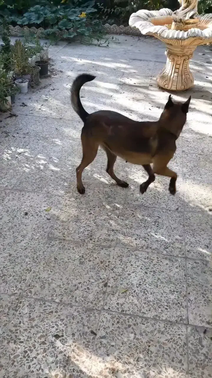 مالینویز|سگ|رشت, گلسار|دیوار