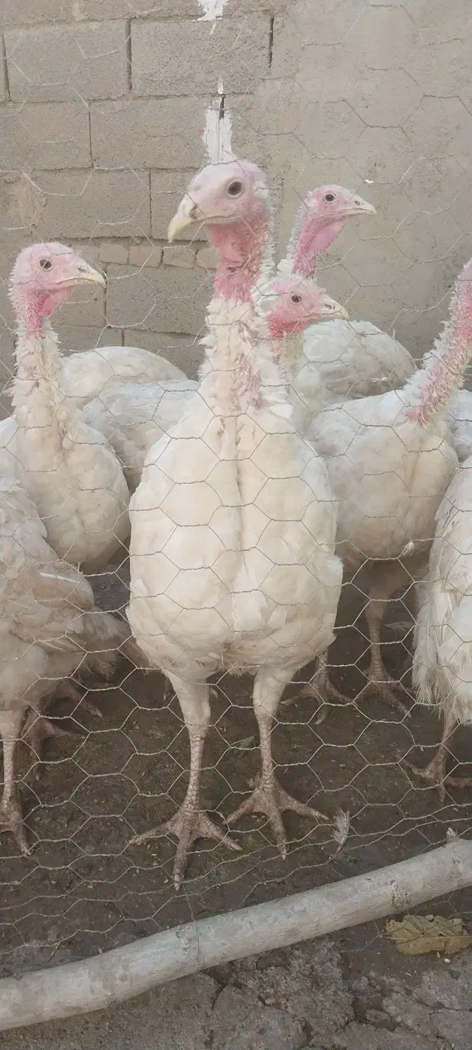 بوقلمون گوشتی ارگانیک  بیوتی ۶ اصل|حیوانات مزرعه|کرمانشاه, |دیوار