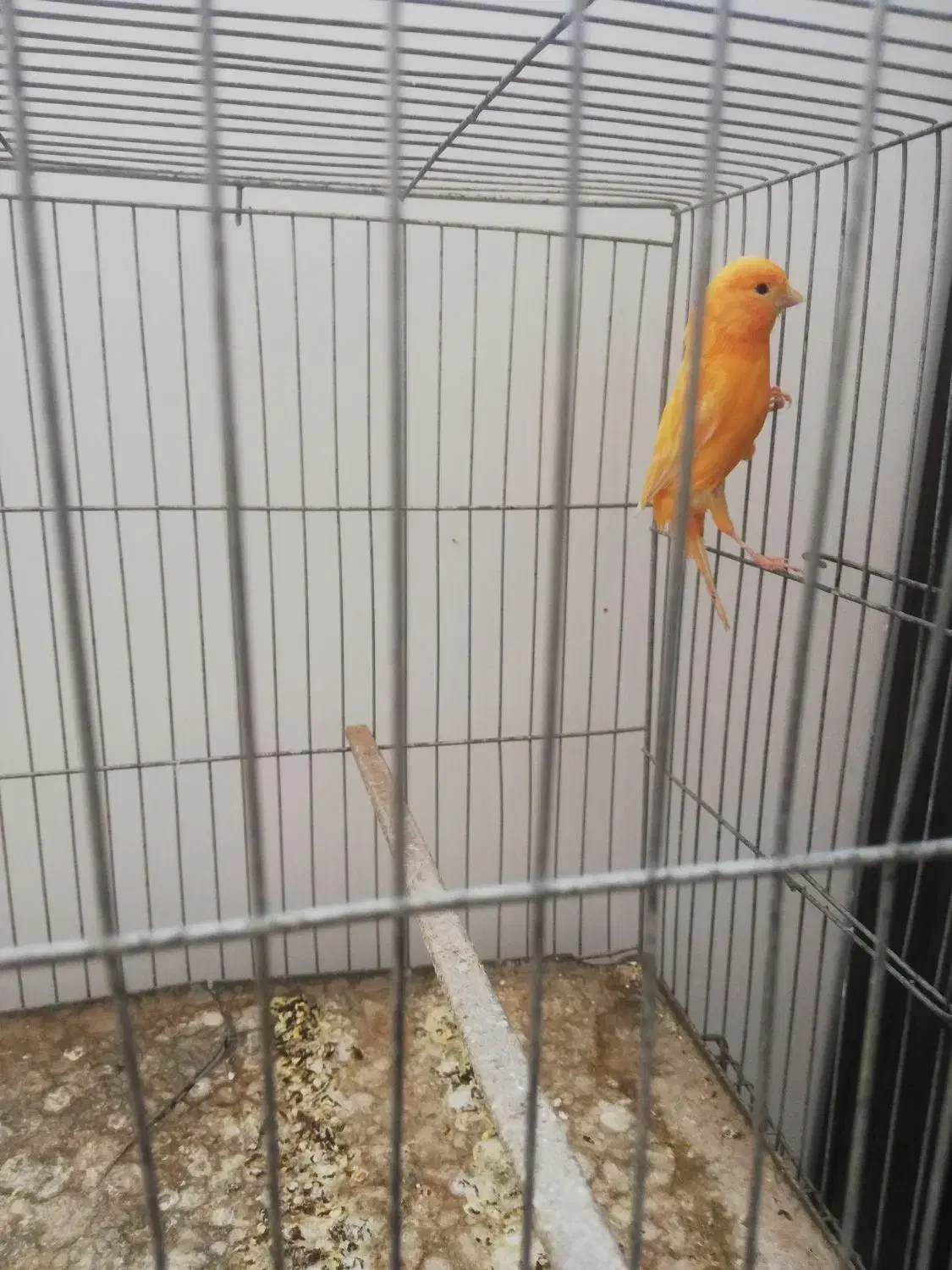 ماده قناری سرخ|پرنده|زرند, |دیوار