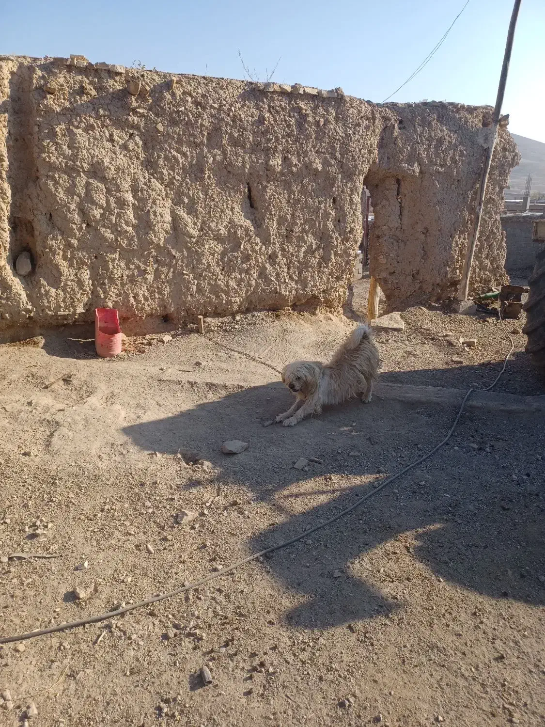 سگ پاکوتاه|سگ|لیلان, |دیوار