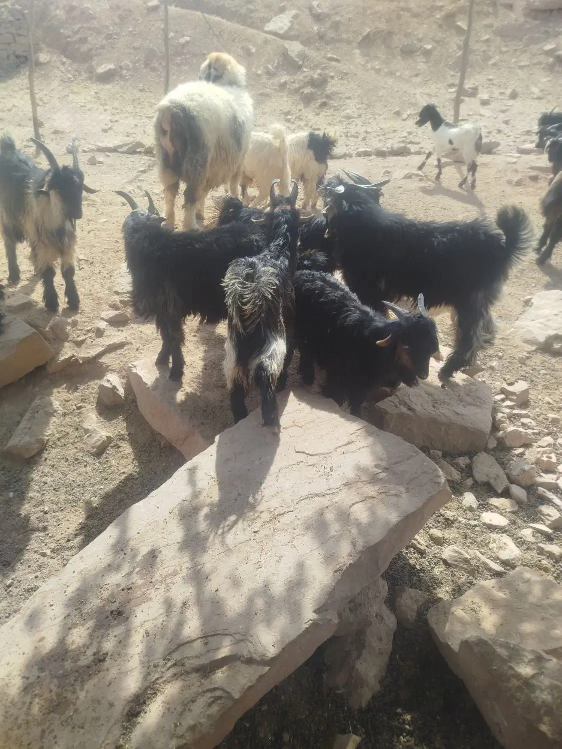 بیگ نر|حیوانات مزرعه|مسجد سلیمان, |دیوار