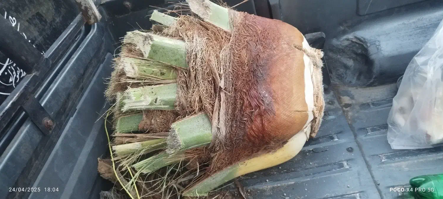 برش و قطع نخل به صورت حرفه ای|خدمات باغبانی و درختکاری|شیراز, شهرک ترکان|دیوار