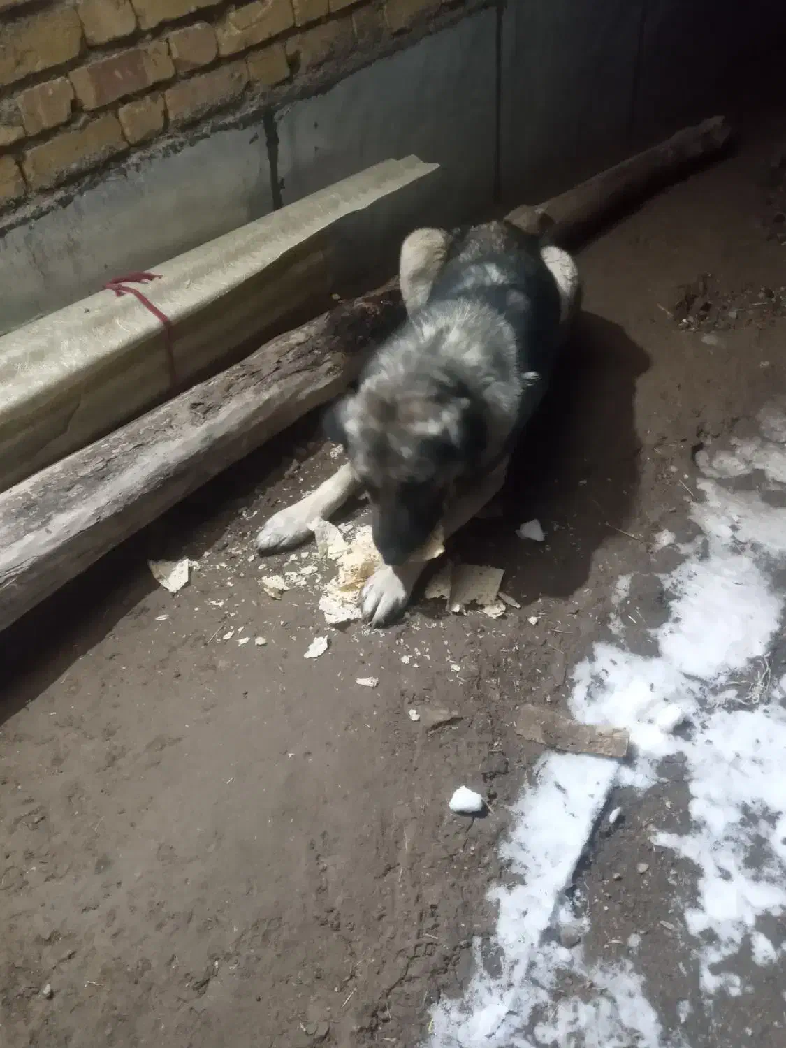 سگ گله|سگ|قره پشتلو, |دیوار