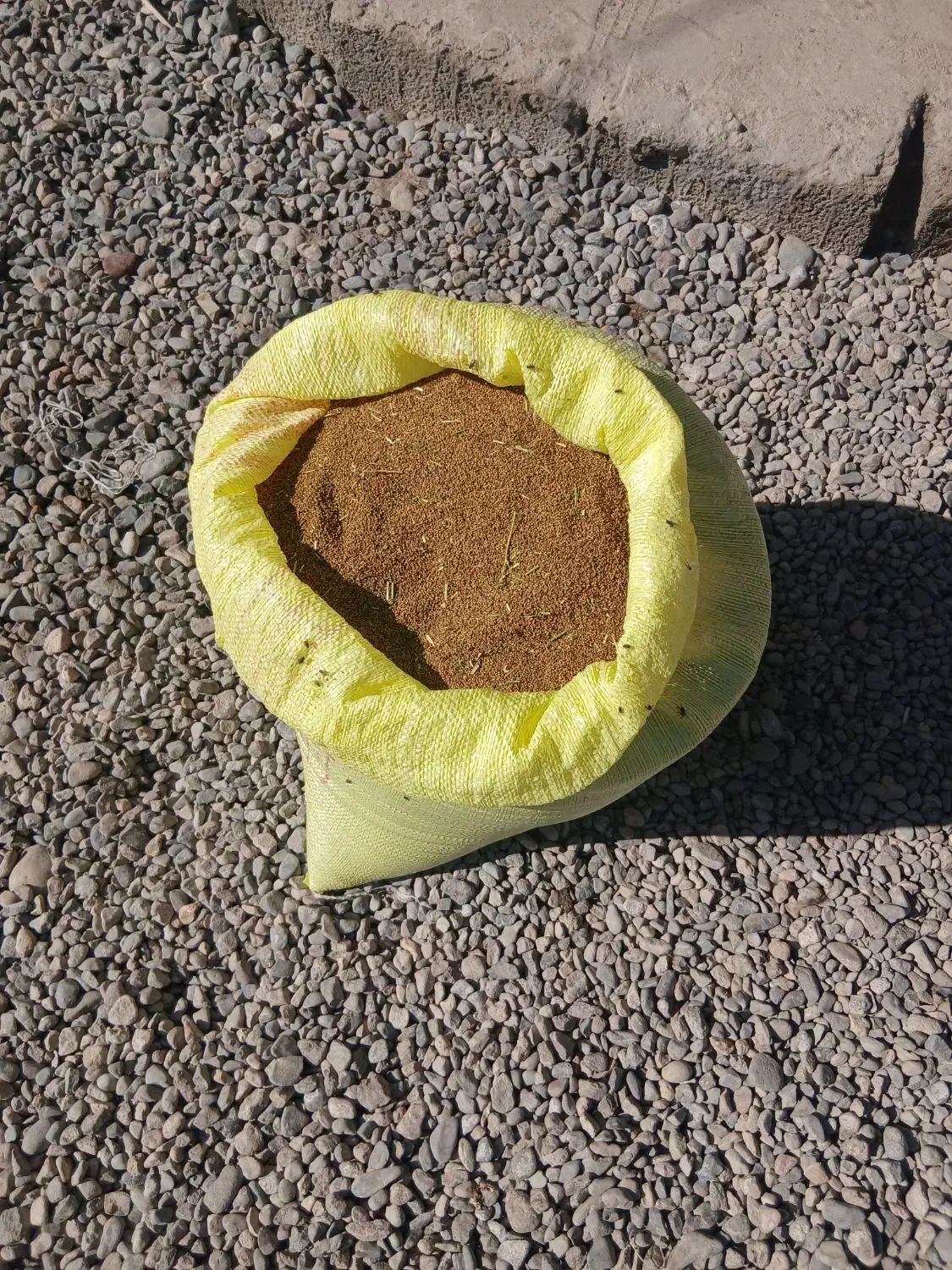 بذر یونجه محلی تضمینی|خدمات باغبانی و درختکاری|جیرفت, |دیوار