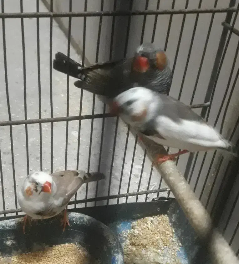 فنچ جفت و تک|پرنده|تهران, آهنگ|دیوار