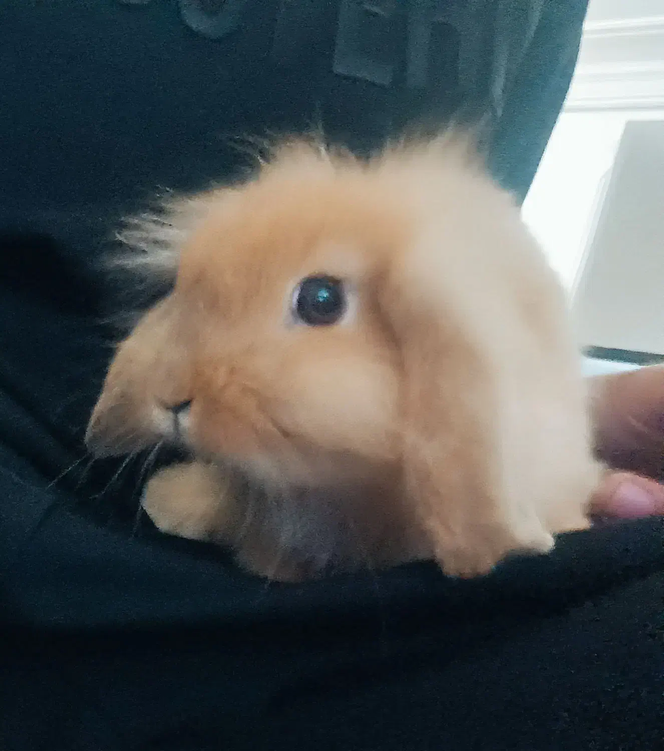 خرگوش لوپ خوشمزه|موش و خرگوش|قائمشهر, |دیوار