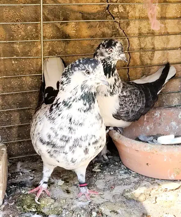 بیست جفت کفتر امتحان پس داده|پرنده|تهران, ورزشگاه آزادی|دیوار