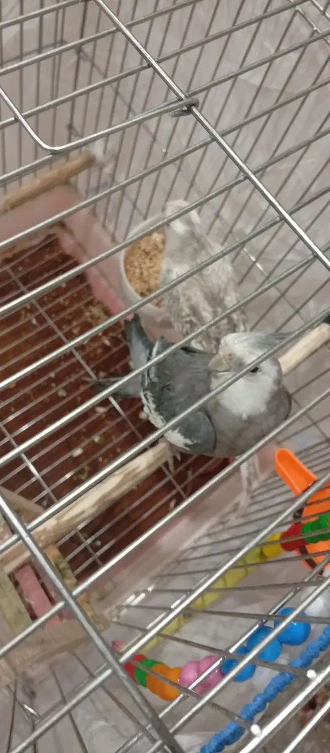 عروس هلندی|پرنده|سنندج, |دیوار