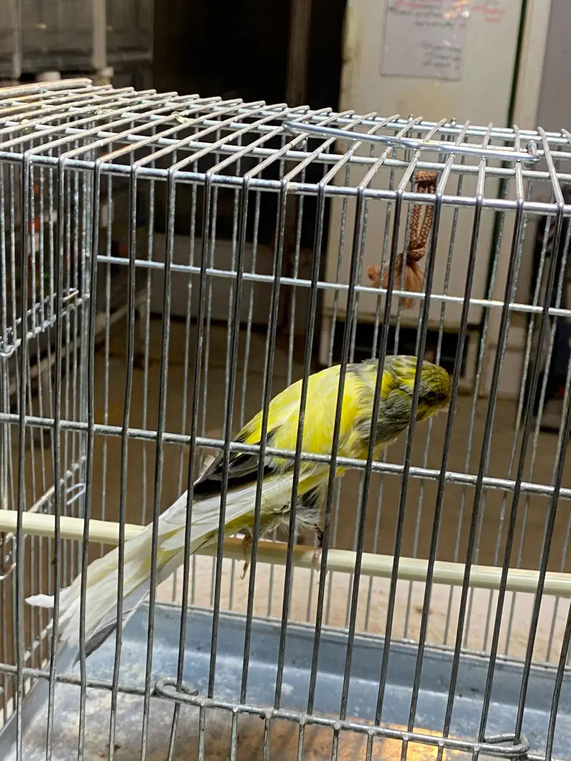 قناری نر رسمی بلند|پرنده|برخوار, |دیوار