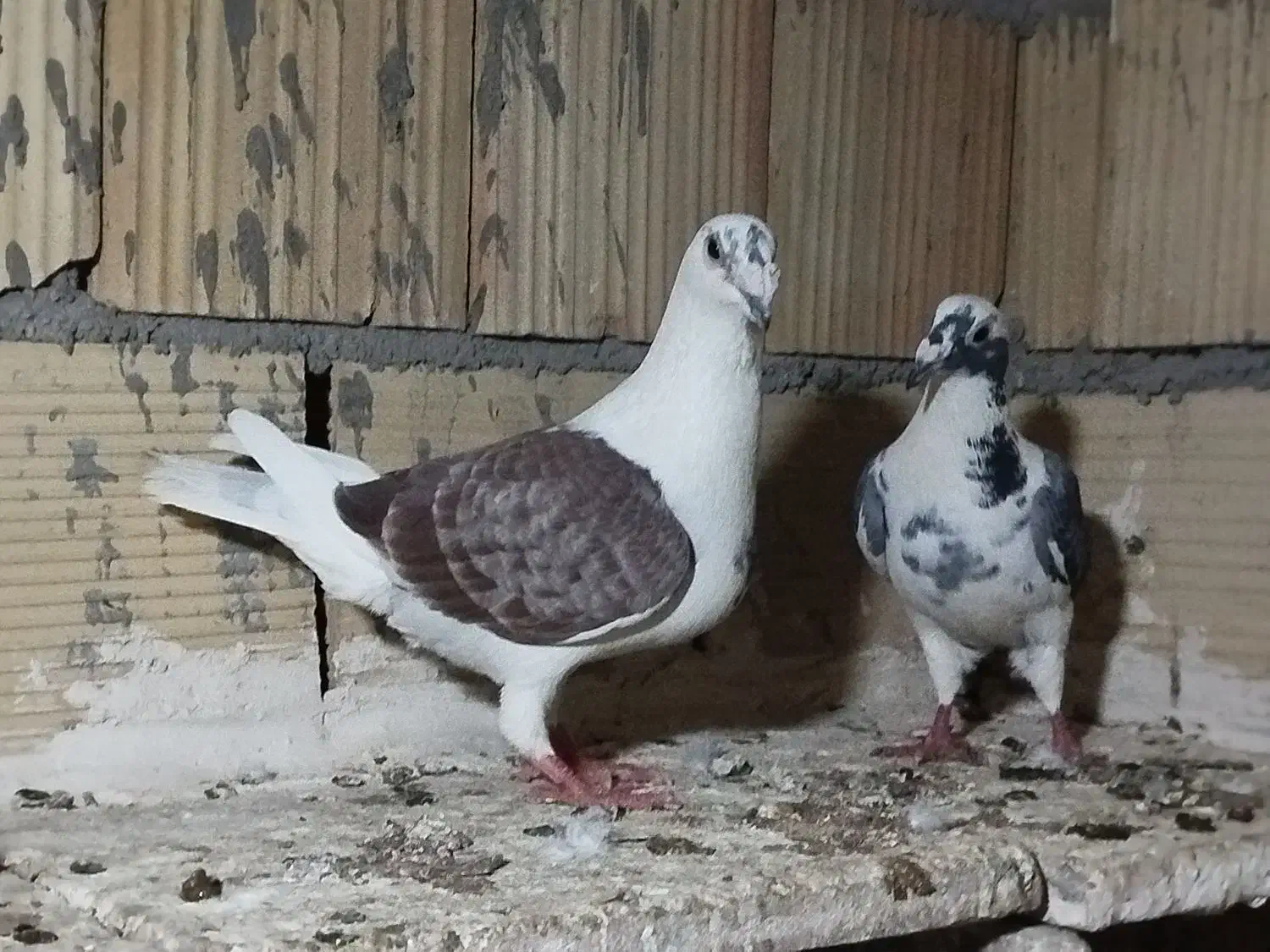 کبوتر|پرنده|شال, |دیوار