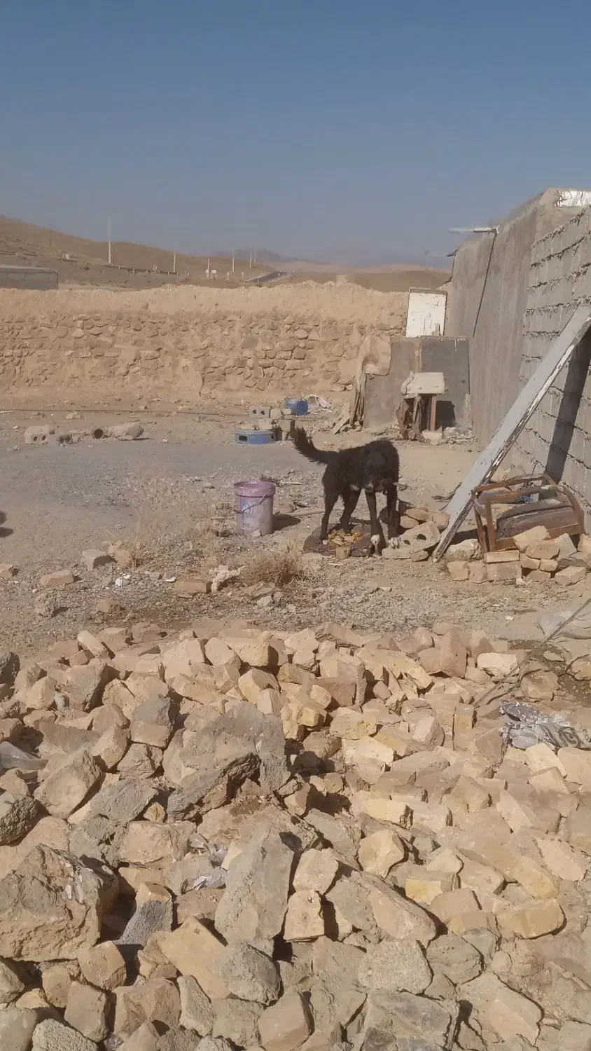 سگ گله|سگ|خوانسار, |دیوار