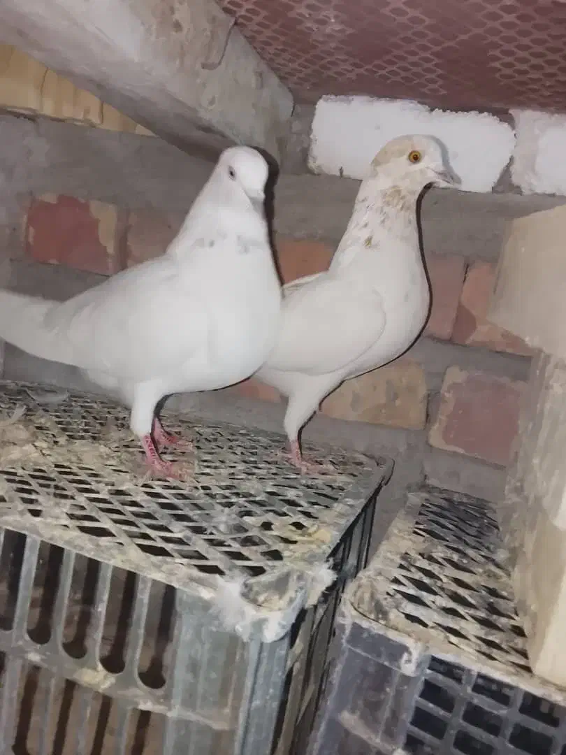 ایرانی اصیل|پرنده|کهنوج, |دیوار