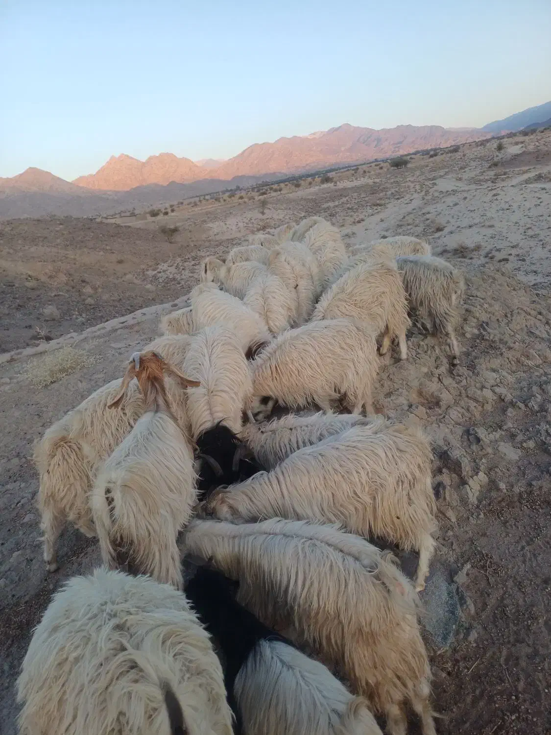 فروش گوسفند|حیوانات مزرعه|درب بهشت, |دیوار